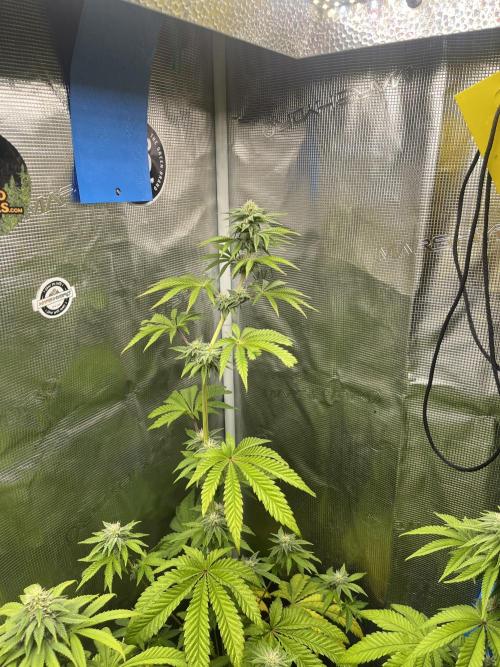 Pink Sunset. Silentseeds. Week 9