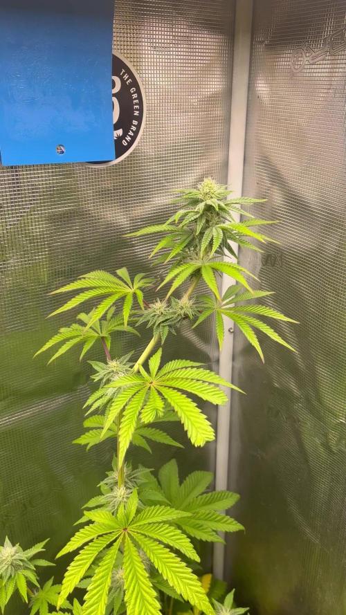 Pink Sunset. Silentseeds