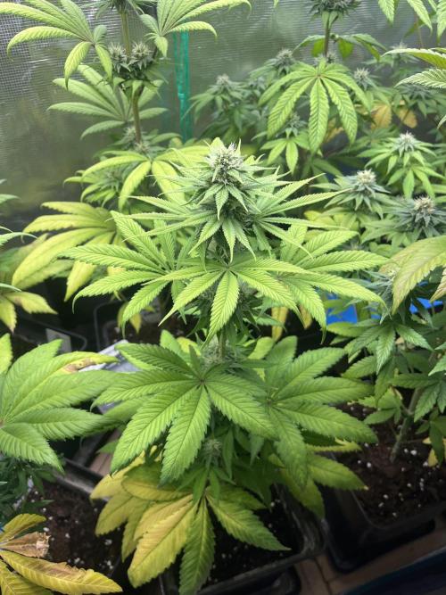 Green Gelato. RoyalQueenSeeds. Week 9