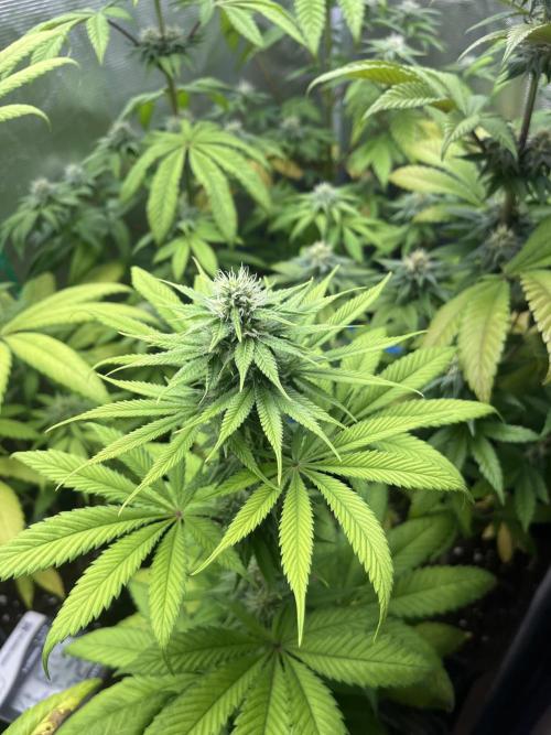 Green Gelato. RoyalQueenSeeds. Week 9