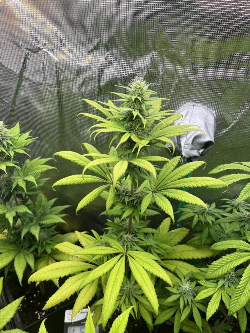 Green Gelato. RoyalQueenSeeds. Week 9