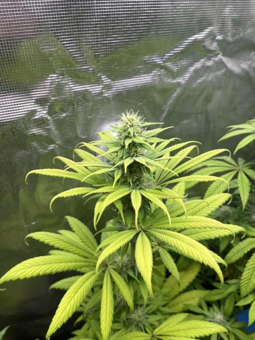 Green Gelato. RoyalQueenSeeds. Week 9