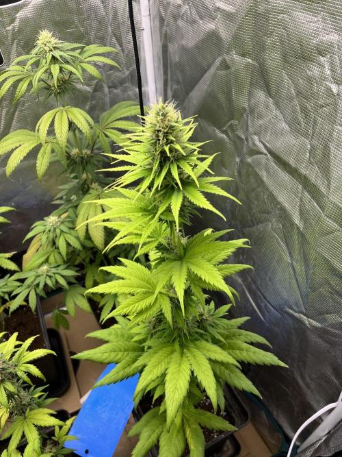 Green Gelato. RoyalQueenSeeds. Week 9