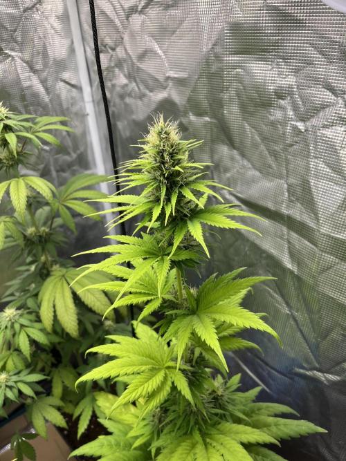 Green Gelato. RoyalQueenSeeds. Week 9