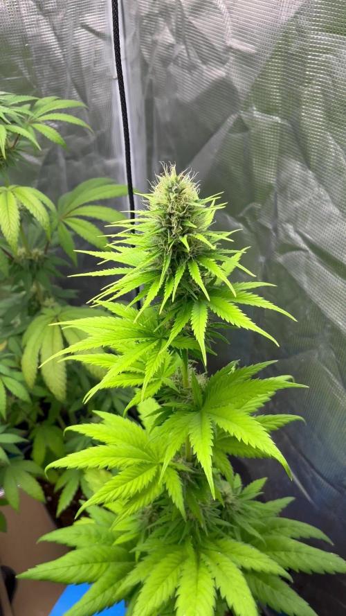 Green Gelato. RoyalQueenSeeds