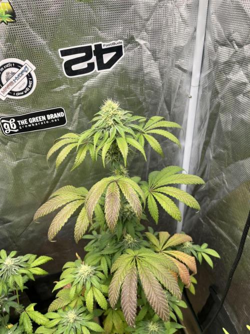 Papayton. Fastbuds. Week 10