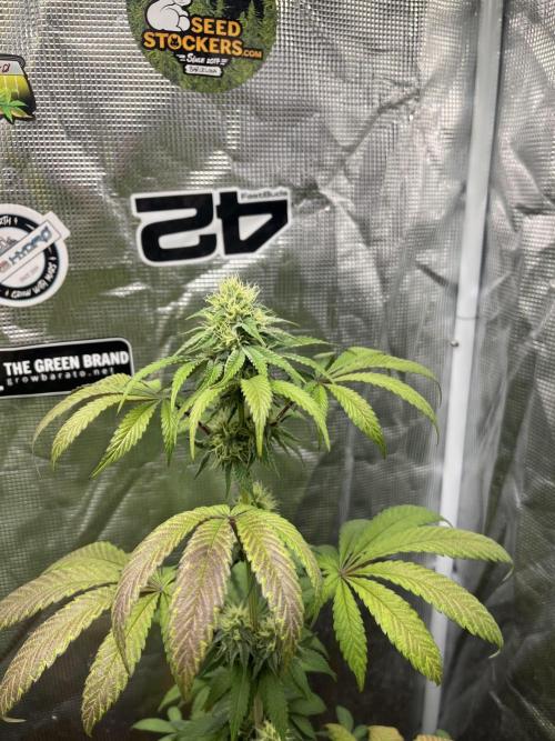 Papayton. Fastbuds. Week 10