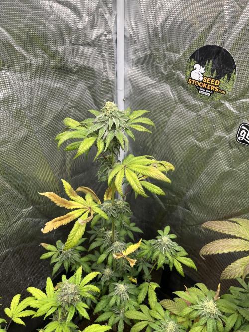 Papayton. Fastbuds. Week 10