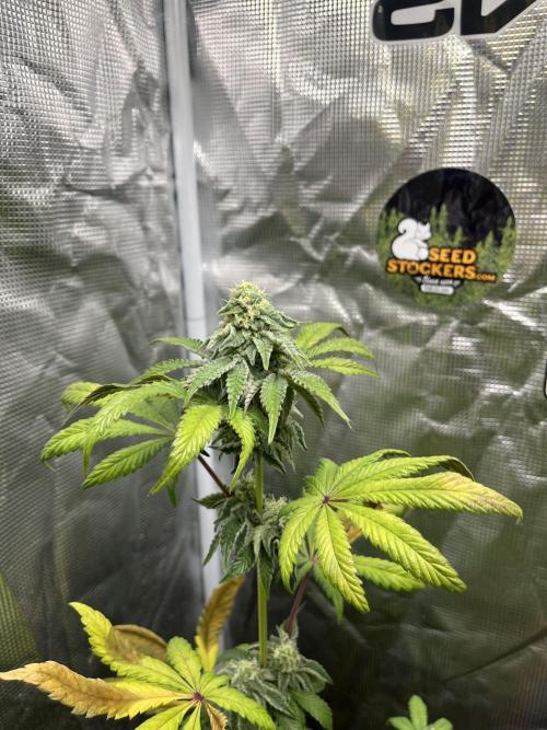 Papayton. Fastbuds. Week 10