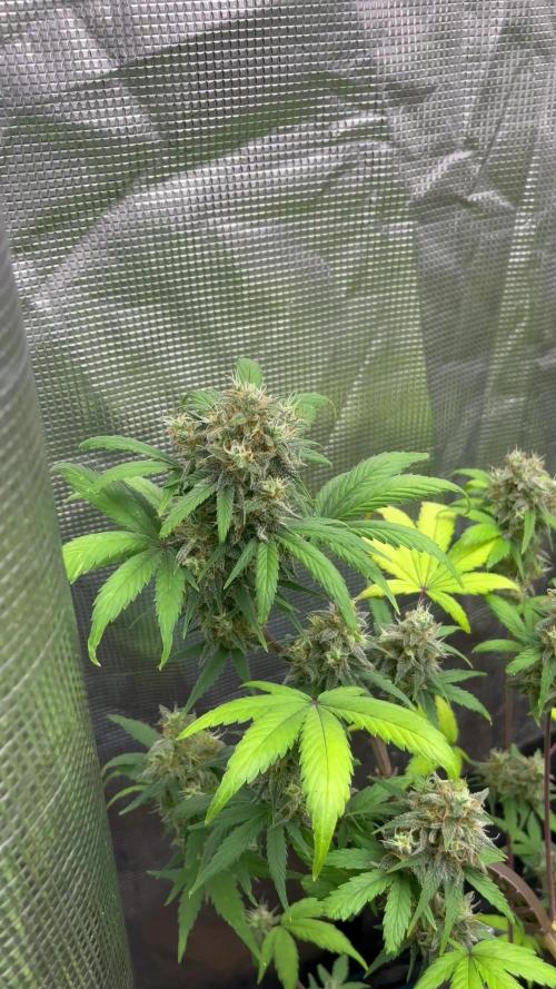 GG4. MSNL