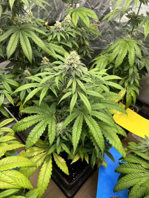 Gomu Gomu Mango. HighBreed. Week 10