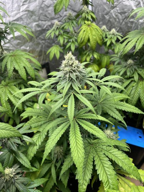 Gomu Gomu Mango. HighBreed. Week 10