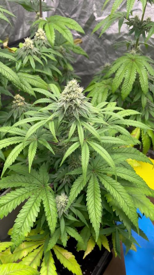 Gomu Gomu Mango. HighBreed