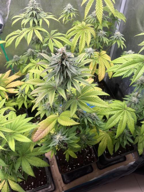 Drizl Pickl. Seedstockers. Week 10