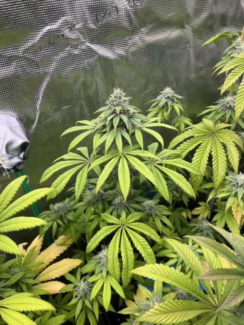 Drizl Pickl. Seedstockers. Week 10