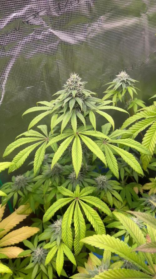 Drizl Pickl. Seedstockers