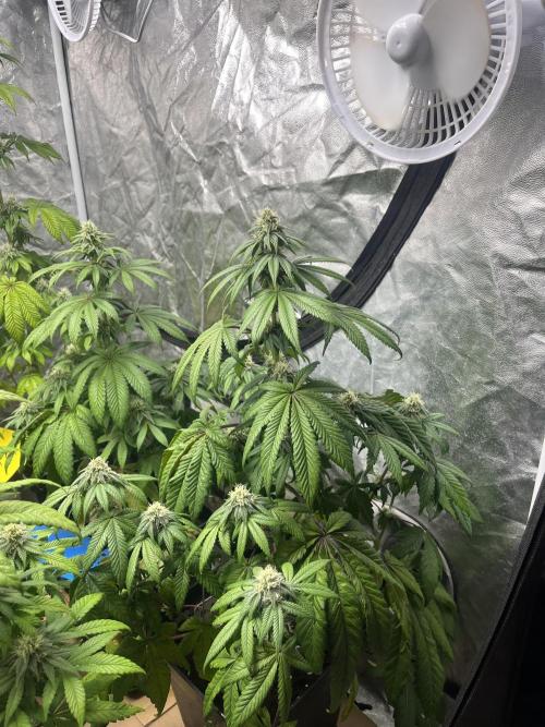 Barcelona Puff. Seedstockers. Week 10