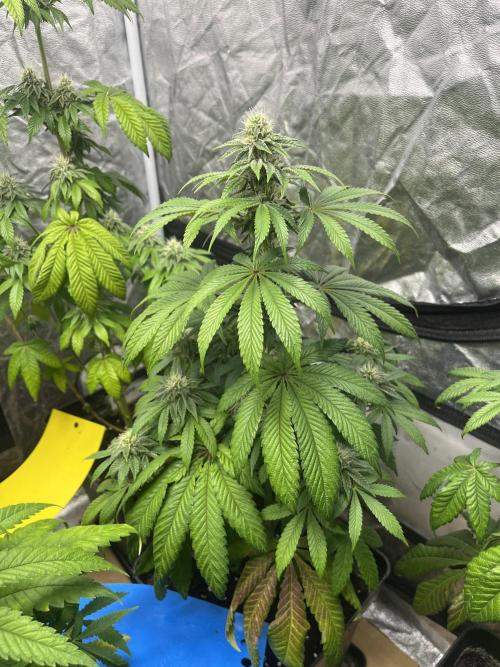 Barcelona Puff. Seedstockers. Week 10