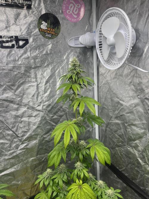 Barcelona Puff. Seedstockers. Week 10