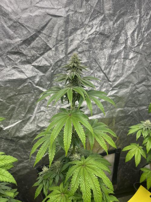 Barcelona Puff. Seedstockers. Week 10