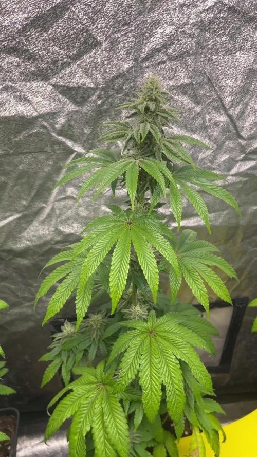 Barcelona Puff. Seedstockers