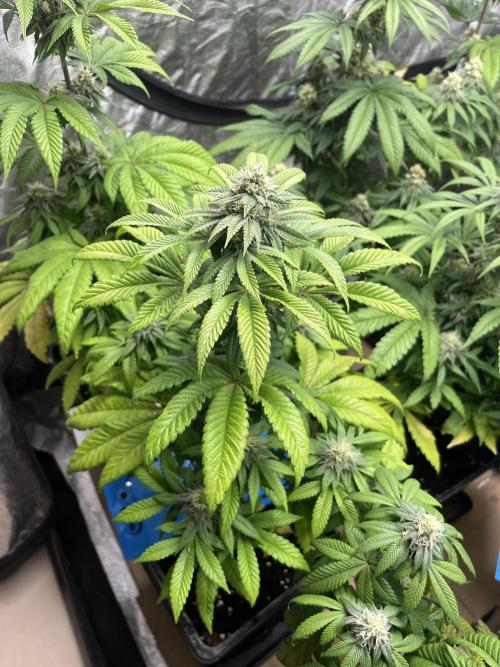 Fishy Zoap. Seedstockers. Week 10