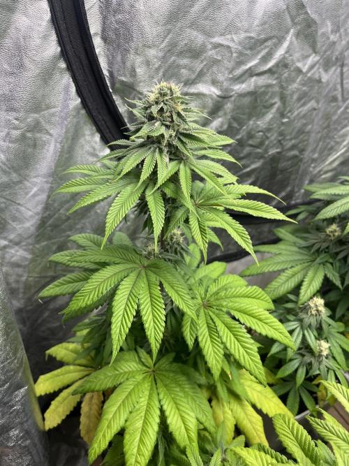 Fishy Zoap. Seedstockers. Week 10