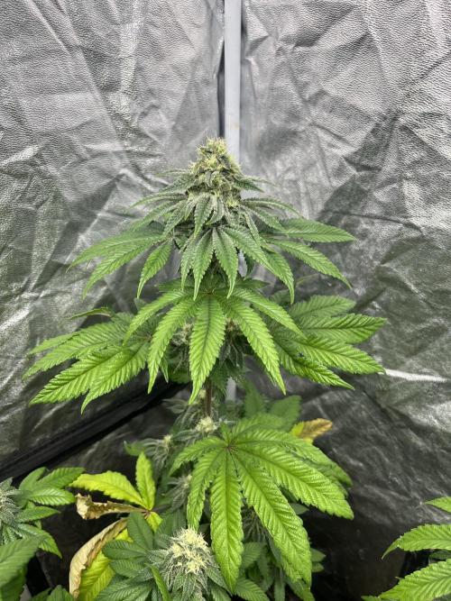 Fishy Zoap. Seedstockers. Week 10