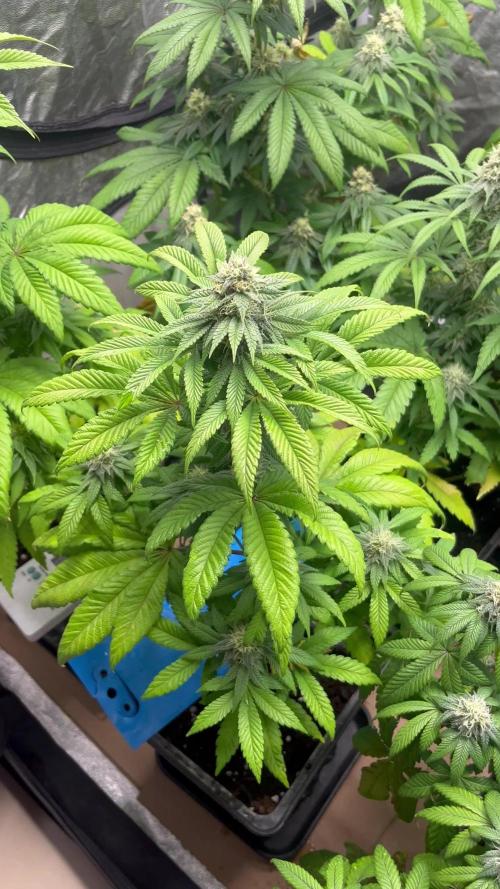 Fishy Zoap. Seedstockers