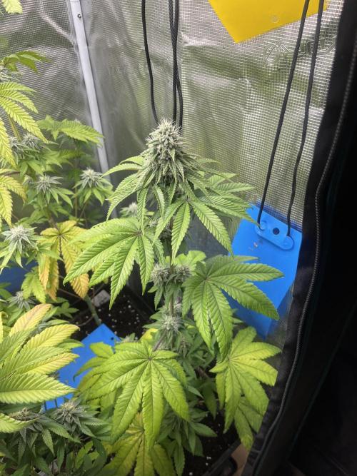 Pink Sunset. Silentseeds. Week 10