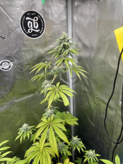 Pink Sunset. Silentseeds. Week 10