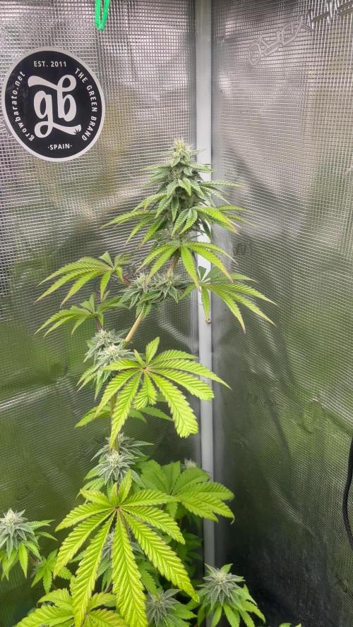 Pink Sunset. Silentseeds