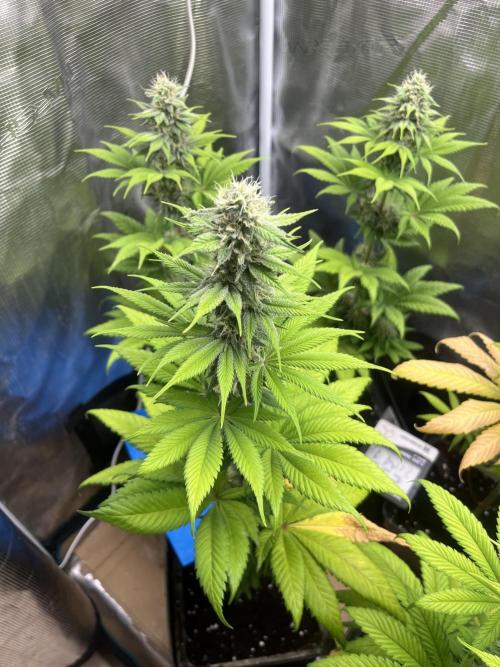 Kiwi x Papaya. Mavericks Genetics. Week 10