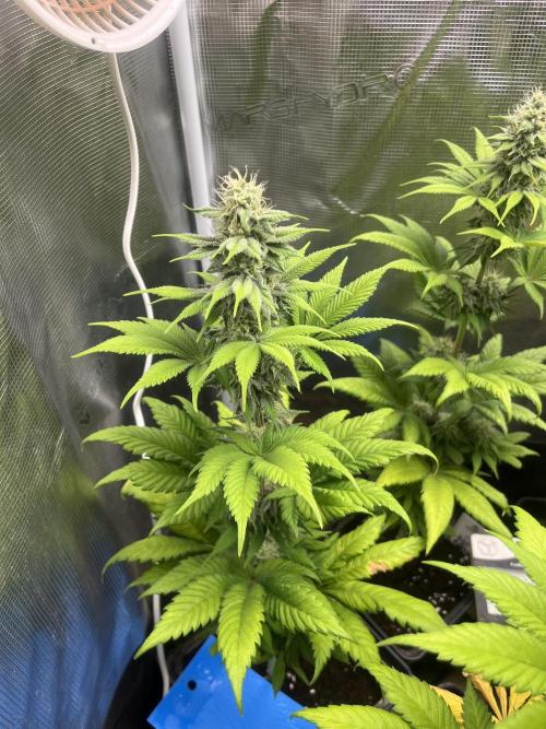 Kiwi x Papaya. Mavericks Genetics. Week 10