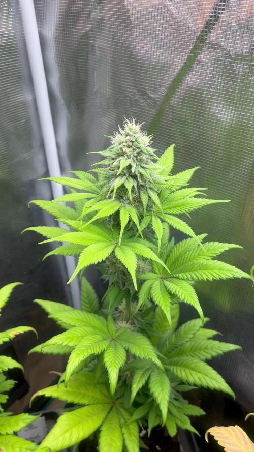 Kiwi x Papaya. Mavericks Genetics