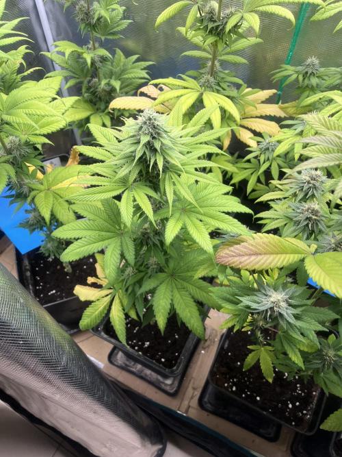 Green Gelato. RoyalQueenSeeds. Week 10