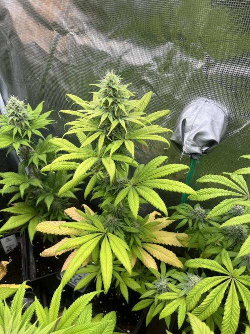 Green Gelato. RoyalQueenSeeds. Week 10