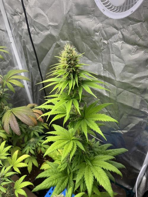 Green Gelato. RoyalQueenSeeds. Week 10