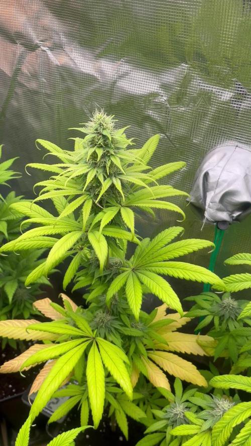 Green Gelato. RoyalQueenSeeds