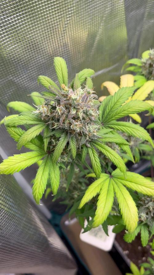 GG4. MSNL