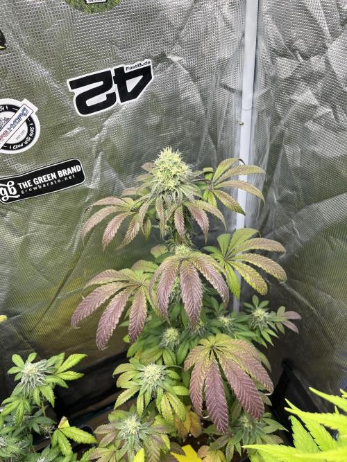 Papayton. Fastbuds. Week 11