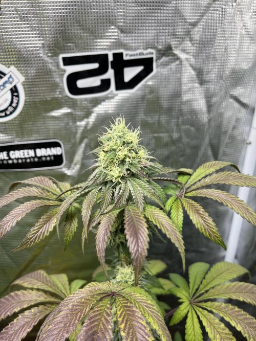 Papayton. Fastbuds. Week 11