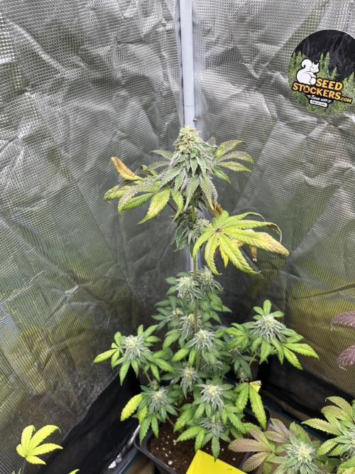 Papayton. Fastbuds. Week 11