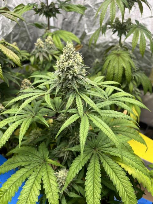 Gomu Gomu Mango. HighBreed. Week 11