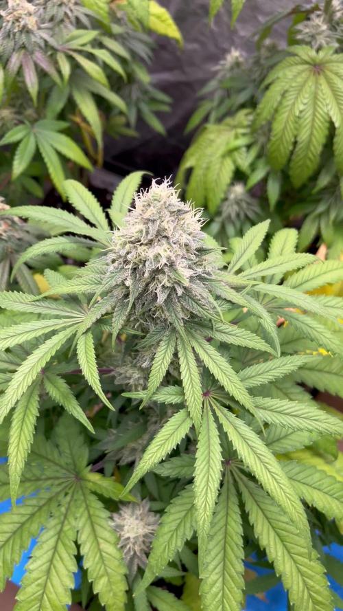 Gomu Gomu Mango. HighBreed