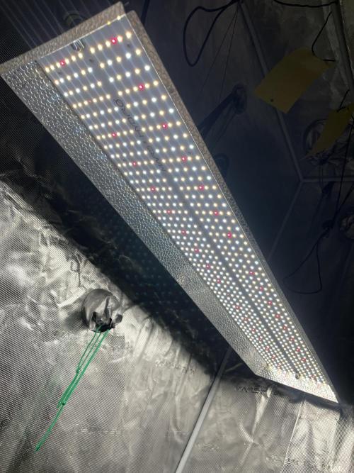 Drizl Pickl. Seedstockers. Week 11