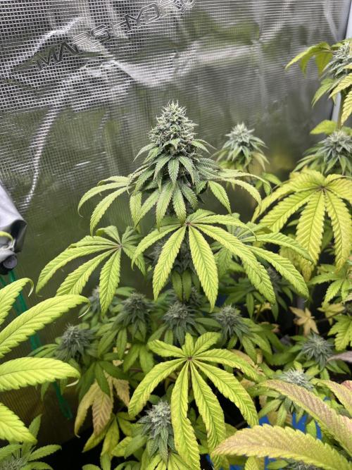 Drizl Pickl. Seedstockers. Week 11