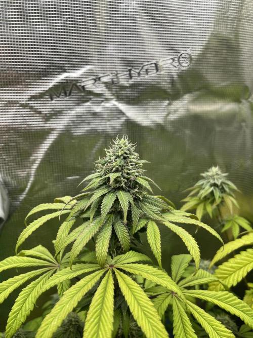 Drizl Pickl. Seedstockers. Week 11