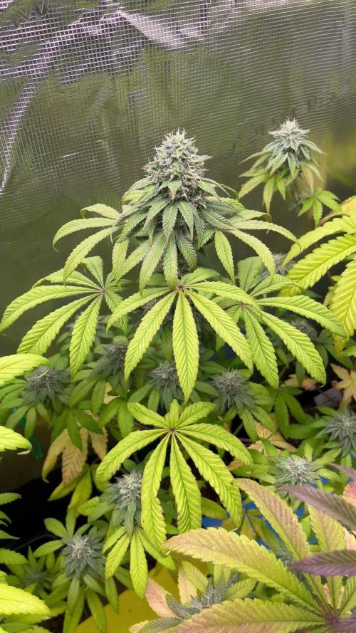 Drizl Pickl. Seedstockers