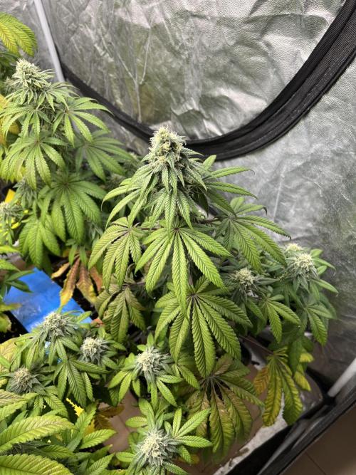 Barcelona Puff. Seedstockers. Week 11